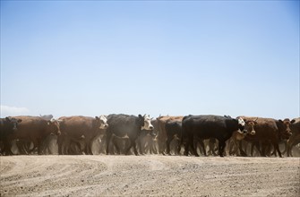Herd of domestic cattle. Colorado, USA.
Photo : Maisie Paterson