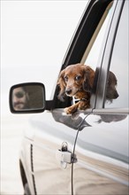Curious dachshund travelling by car.
Photo : Maisie Paterson