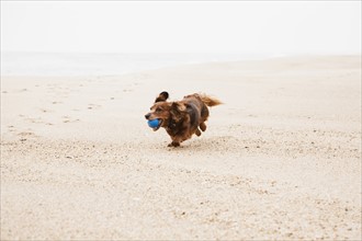 Happy dachshund running on beach with ball in mouth.
Photo : Maisie Paterson