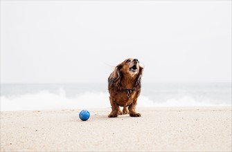 Happy dachshund standing on beach next to ball.
Photo : Maisie Paterson