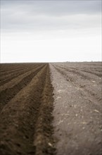 Potato field. Colorado, USA.
Photo : Maisie Paterson