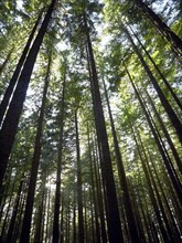 Hemlock grove. British Columbia, Canada.
Photo : Kelly