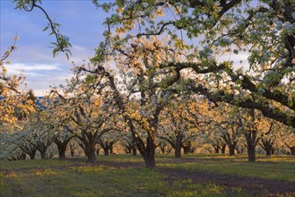 Blooming orchard, Hood River. Hood River, Oregon, USA.
Photo : Gary Weathers