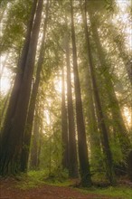 Redwood illuminated by sun. Northern California.
Photo : Gary Weathers