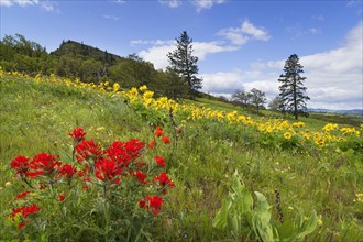 Flowers on meadow. Rowena Crest, Oregon, USA.
Photo : Gary Weathers