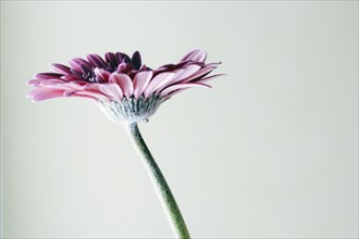 Studio shot of gerbera flower.
Photo : Kristin Lee