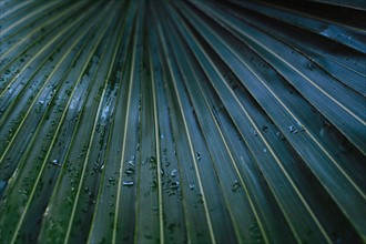 Raindrops on palm leaf.
Photo : Kristin Lee