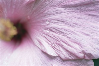 Close-up of wet hibiscus flower.
Photo : Kristin Lee