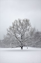 Tree in park at winter.
Photo :  Winslow Productions
