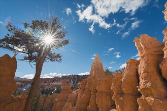 View of pine tree in Bryce Canyon.
Photo : Gary Weathers