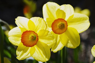 Close-up view of yellow daffodils.
Photo : Tetra Images