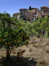 Goat standing under orange tree. Valldemossa, Mallorca, Spain.