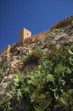 Cacti and fortified wall. Almeria, Spain.