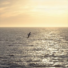 Seagull flying over ocean at sunrise. Mediterranean.