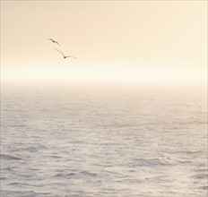 Seagulls flying over Mediterranean sea at sunrise. Mediterranean.