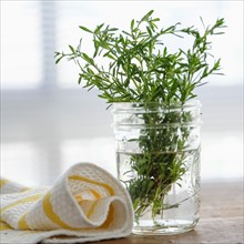 Rosemary in jar.