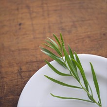 Tarragon on plate.