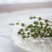 Thyme on plate.