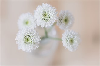 Studio shot of white flower