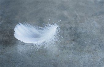 Studio shot of white bird's feather