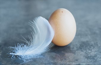 Studio shot of white feather and animal egg