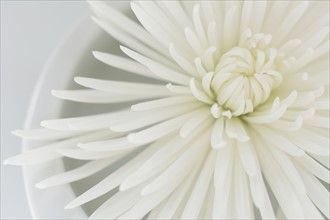 Studio shot of white flower