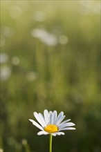Focus on daisy flower