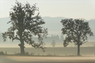 Oak trees on foggy day