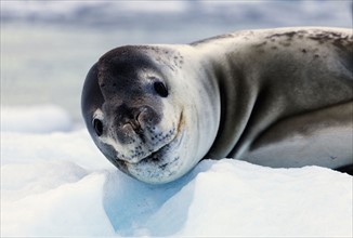 Portrait of seal
