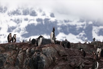 Gentoo penguins on rock