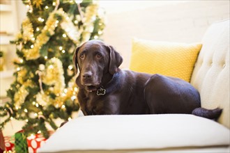 Chocolate Labrador relaxing on sofa at Christmas