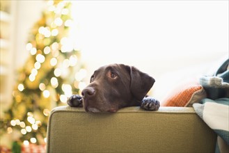 Portrait of chocolate Labrador on sofa at Christmas