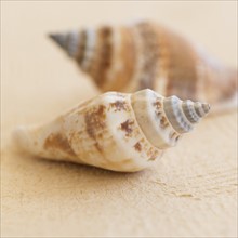 Studio shot of seashells.
