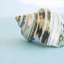 Studio shot of seashell.