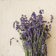 Studio shot of lavender flowers.