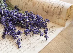 Studio shot of lavender on antique handwriting.