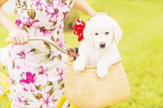 Mid-section shot of woman wearing dress driving bicycle with white puppy sitting in basket