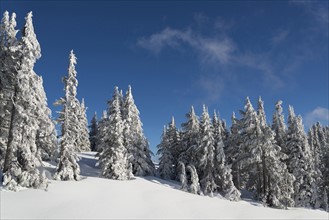 Snowcapped coniferous trees on hill
