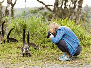 Woman taking photos of coatis living in the wild