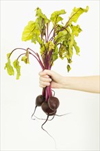 Studio shot of female hand holding bunch of beetroots