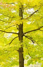 Sugar Maple tree in autumn