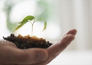 Close up of man's hand holding seedling.