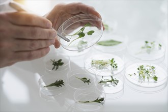 Close up of man's hand preparing plants in laboratory.
