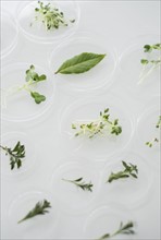 Close up of plants in laboratory glassware.