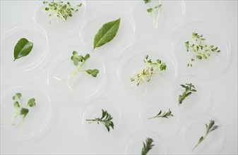 Close up of plants in laboratory glassware.