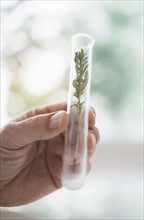 Close up of man's hand holding plant in test tube.