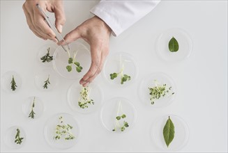 Close up of man's hand preparing plants in laboratory.