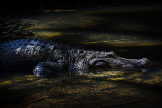 Crocodile in water. Palm Beach, Florida.