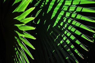 Sunlight in palm leaves. Palm Beach, Florida.