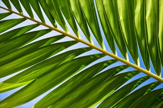 Sunlight in palm leaf. Palm Beach, Florida.